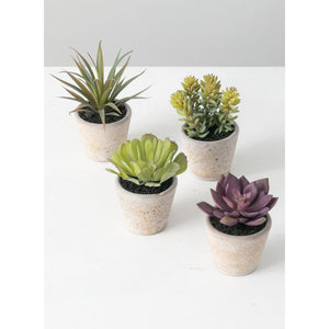 potted-succulents