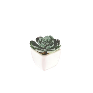 planter-white with succulent