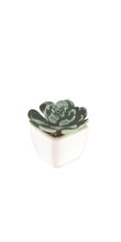 Load image into Gallery viewer, plant-white pot with succulent
