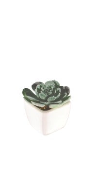 plant-white pot with succulent