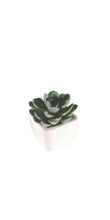 Load image into Gallery viewer, plant-white pot with succulent
