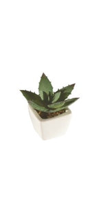 plant-white pot with succulent